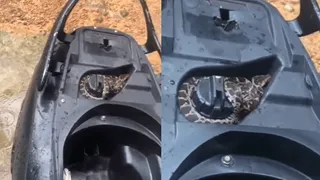 Python Coils Around Scooter’s Fuel Tank; Internet Paralysed With Fear | Viral Video